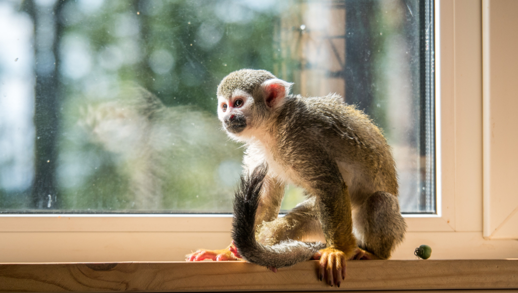 Can Monkeys Make Good Pets?